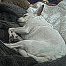 Lucky is registered to the contest to win money with this photo: animal, blanket, comfort, companion, couch, cozy, cute, dog, fur, home, indoor, pet, pillow, plush_toy, relaxation, resting, sleeping, snuggled, soft_texture, white_dog