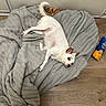 Lucky joined the competition — help win amazing prizes! animal, basket, blanket, cat, companion, cozy, cute, dog, floor, fur, ginger_cat, home, indoor, pet, relaxed, resting, snack_bag, tail_wagging, white_dog, wooden_floor