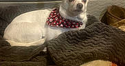 Lucky is registered to the contest to win money with this photo: alert, animal, bandana, blanket, companion_animal, cozy, cushion, cute, dog, domestic_animal, ears_up, fur, indoor, mammal, paw_prints, pet_bed, red_bandana, resting, small_dog, white_dog