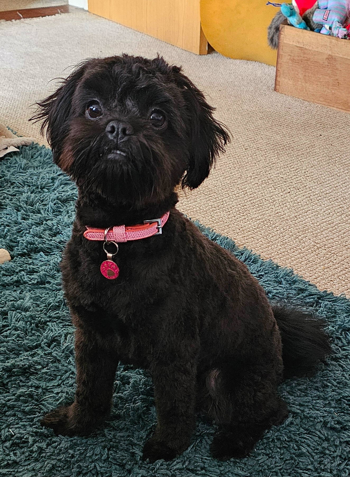 Perdy is registered to the contest to win money with this photo: canidae, carnivore, collar, companion_dog, couch, dog, dog_breed, dog_collar, fur, labradoodle, liver, maltepoo, poodle_crossbreed, small_terrier, snout, sporting_group, terrier, toy_dog, water_dog, working_animal