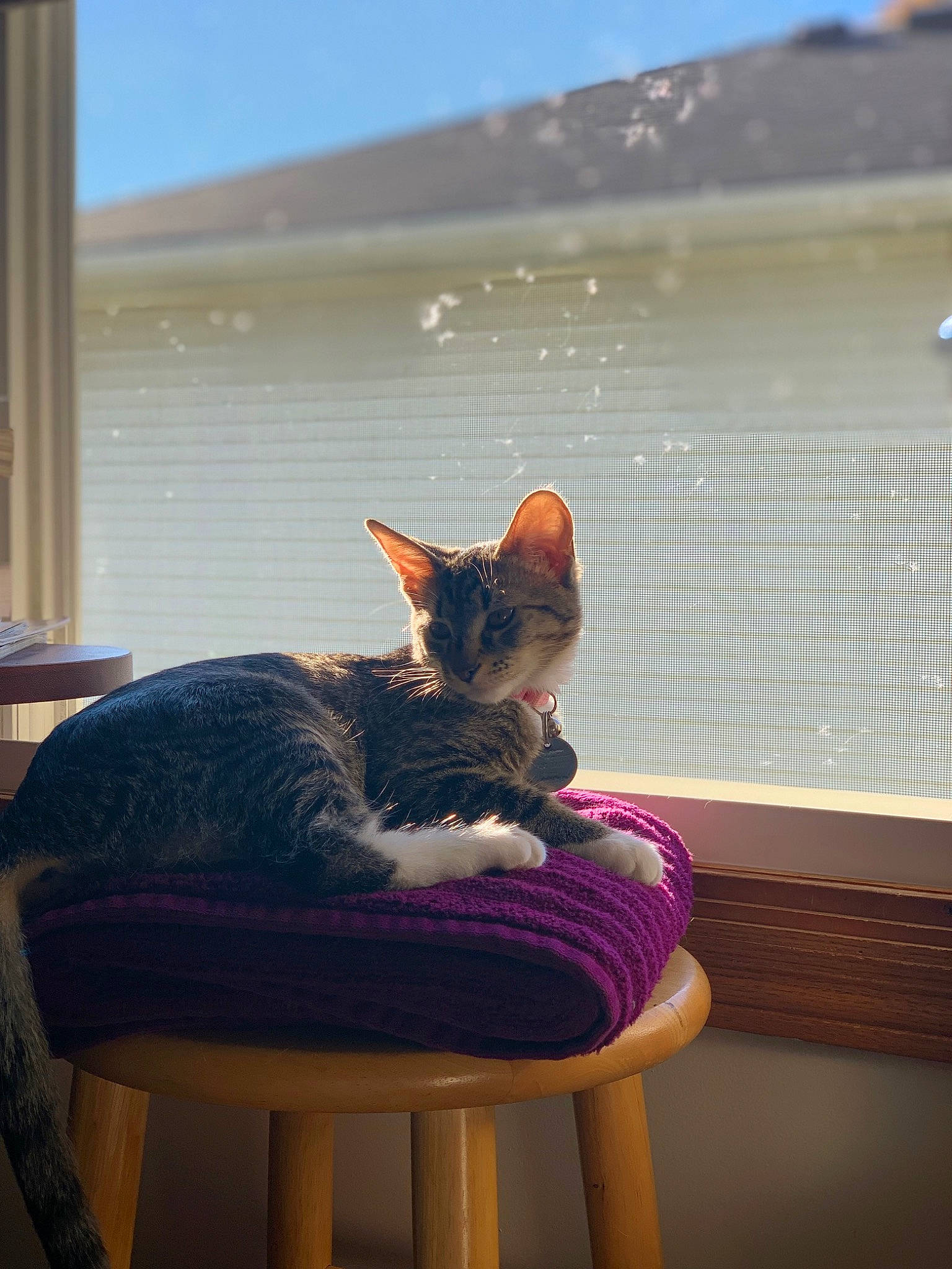 Estella is registered to the contest to win money with this photo: carnivore, cat, comfort, domestic_short_haired_cat, fawn, felidae, fur, outdoor_furniture, plant, purple, sitting, sky, small_to_medium_sized_cats, sunlight, tail, tints_and_shades, whiskers, window, window_blind, wood