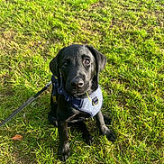 Merlin joined the competition — help win amazing prizes! puppy, dog, black_dog, grass, outdoor, pet, animal, leash, harness, cute, sitting, young_dog, nature, sunlight, greenery, canine, adorable, field, portrait, looking_up