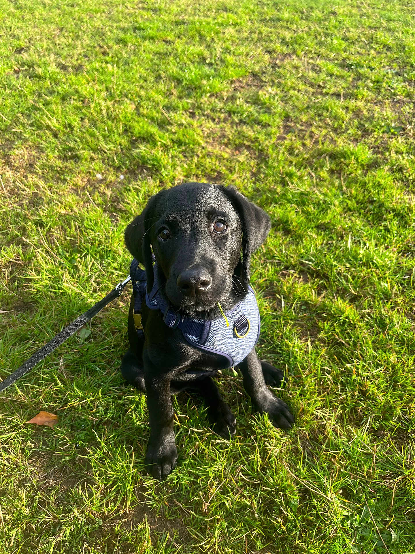Merlin