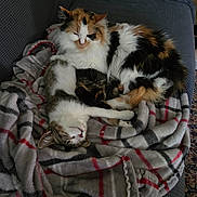 Peggy joined the competition — help win amazing prizes! cat, calico_cat, tabby_cat, blanket, couch, indoor, sleeping, cozy, pet, feline, fur, resting, domestic_animal, animal, two_animals, plaid, comfort, relaxation, soft, snuggling