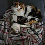 cat, calico_cat, tabby_cat, blanket, couch, indoor, sleeping, cozy, pet, feline, fur, resting, domestic_animal, animal, two_animals, plaid, comfort, relaxation, soft, snuggling