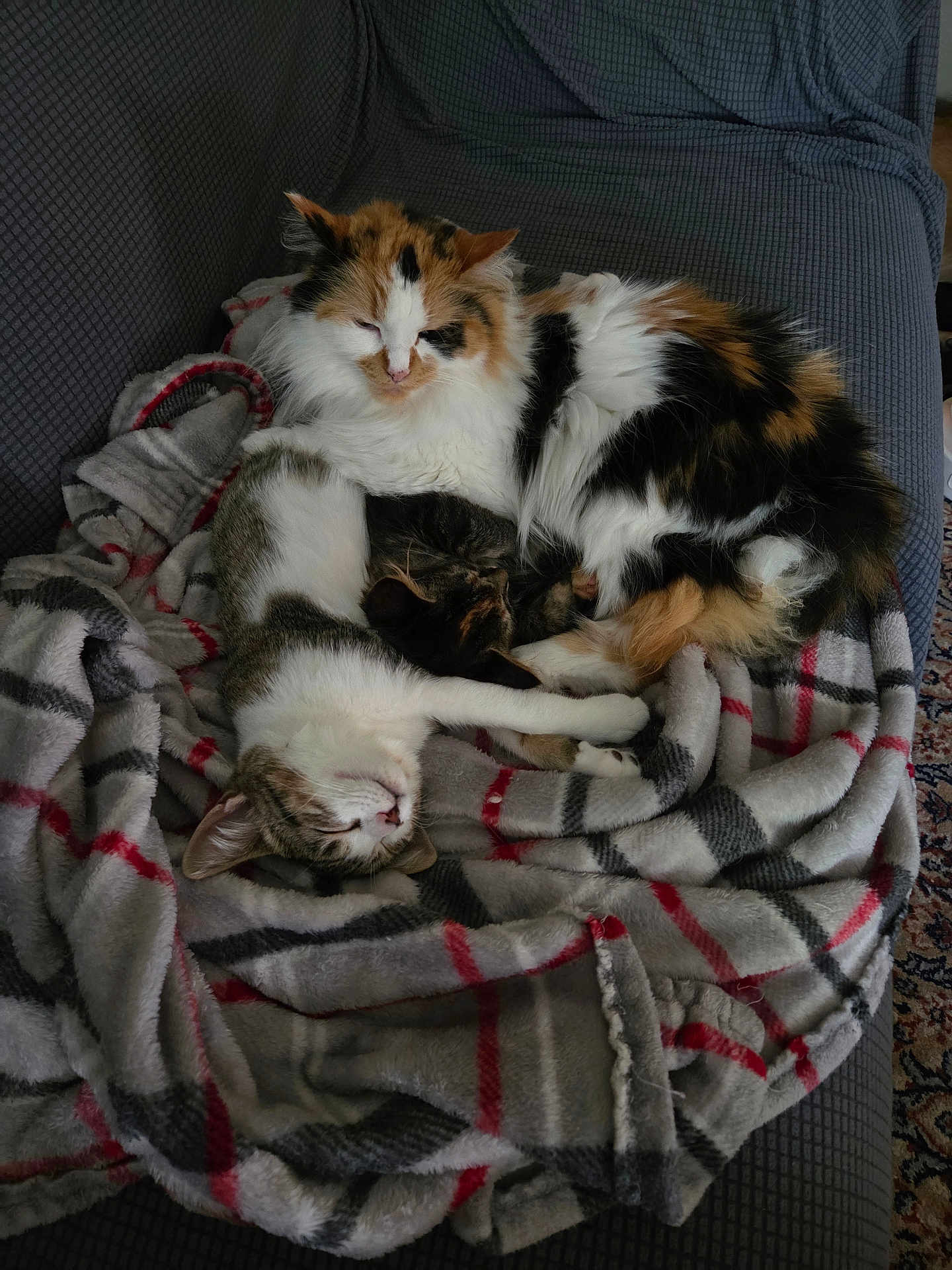 Peggy joined the competition — help win amazing prizes! cat, calico_cat, tabby_cat, blanket, couch, indoor, sleeping, cozy, pet, feline, fur, resting, domestic_animal, animal, two_animals, plaid, comfort, relaxation, soft, snuggling