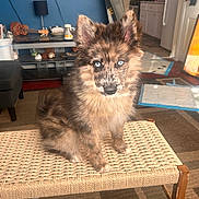 Timber joined the competition — help win amazing prizes! puppy, dog, blue_eyes, fluffy, bench, living_room, guitar, television, lamp, kitchen, floor, carpet, furniture, pet, indoor, cute, fur, looking_at_camera, domestic_animal, home