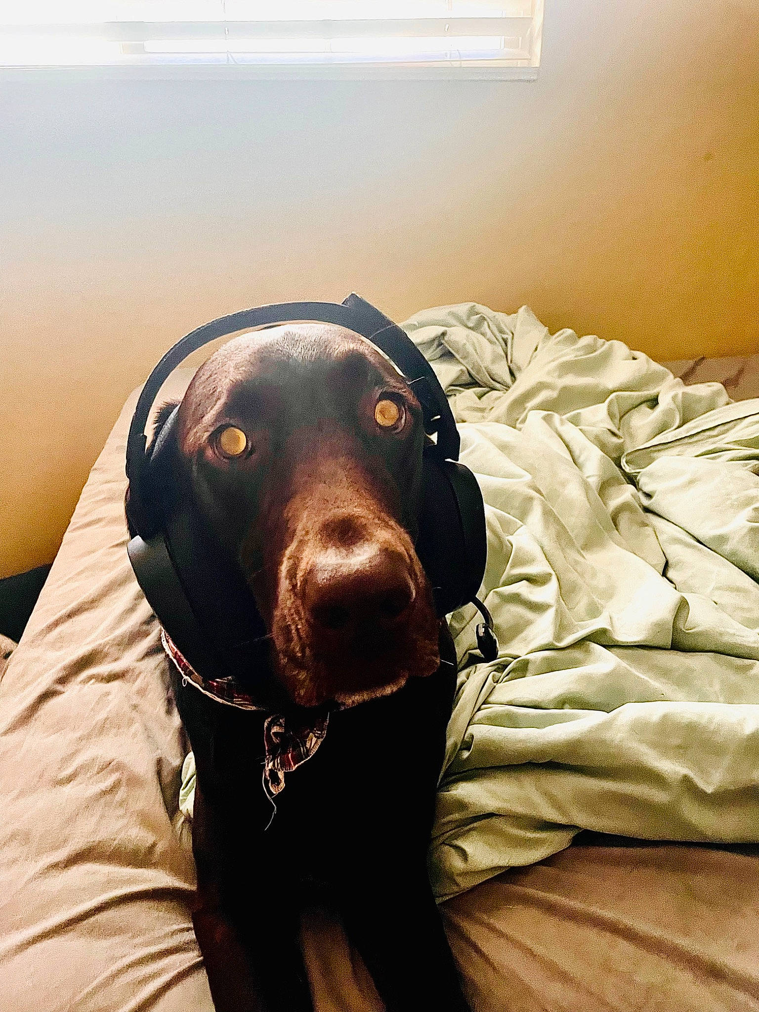 Parker joined the competition — help win amazing prizes! borador, canidae, carnivore, collar, comfort, companion_dog, dog, dog_breed, dog_collar, fur, guard_dog, gun_dog, hunting_dog, liver, personal_protective_equipment, retriever, sporting_group, whiskers, working_animal, working_dog