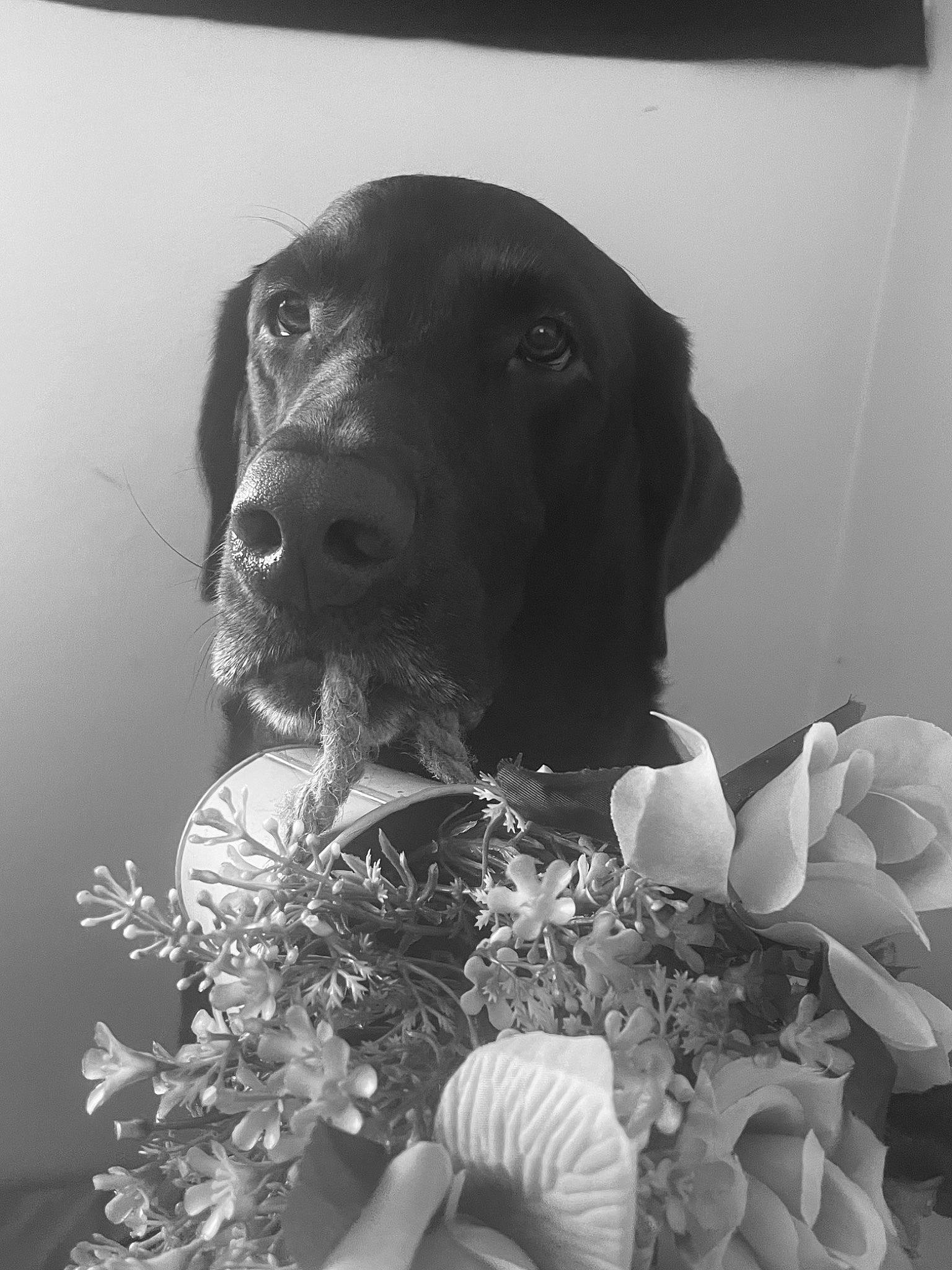 Parker is registered to the contest to win money with this photo: black, black_and_white, canidae, carnivore, companion_dog, cut_flowers, dog, dog_breed, fawn, flower, grass, monochrome, monochrome_photography, petal, plant, snout, sporting_group, style, white, working_animal