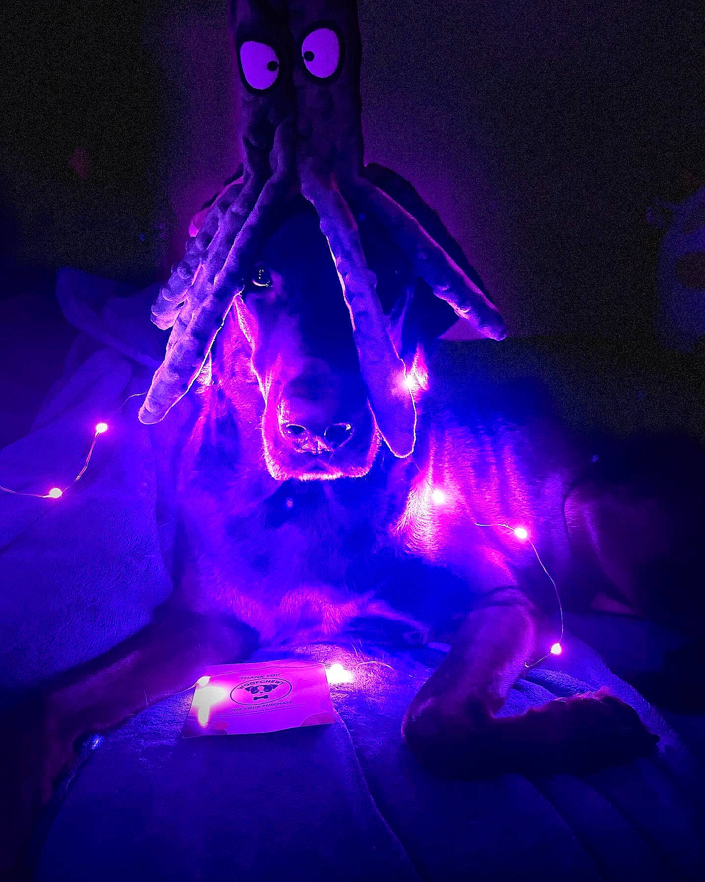 Parker joined the competition — help win amazing prizes! art, blue, chair, darkness, electric_blue, entertainment, event, fictional_character, gas, holiday, magenta, organism, plant, purple, sitting, space, technology, tree, violet, visual_effect_lighting