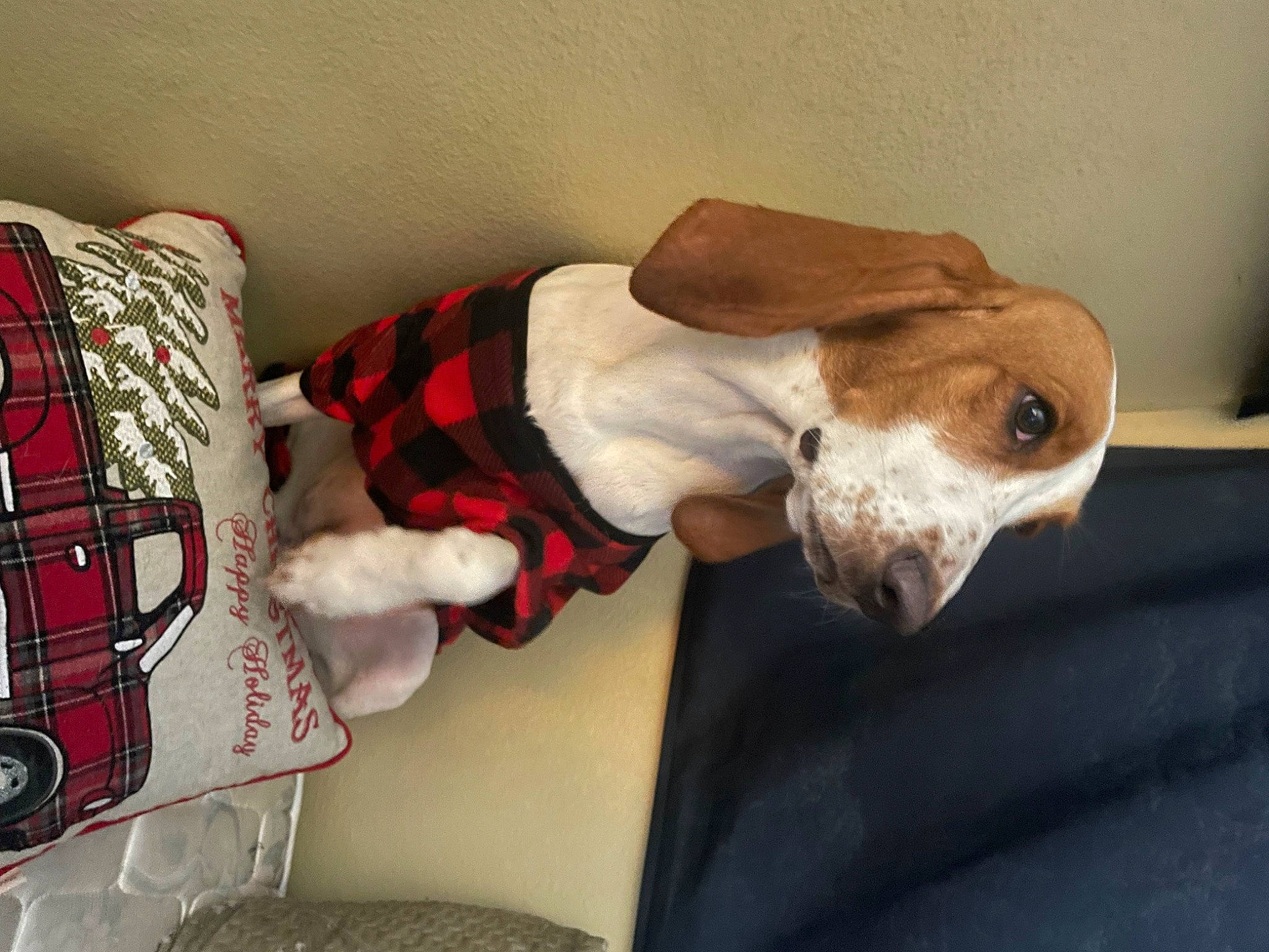 Parker is registered to the contest to win money with this photo: canidae, carmine, carnivore, collar, comfort, companion_dog, dog, dog_breed, dog_clothes, dog_supply, fawn, fur, linens, pattern, plaid, sleeve, sporting_group, tail, whiskers, working_animal