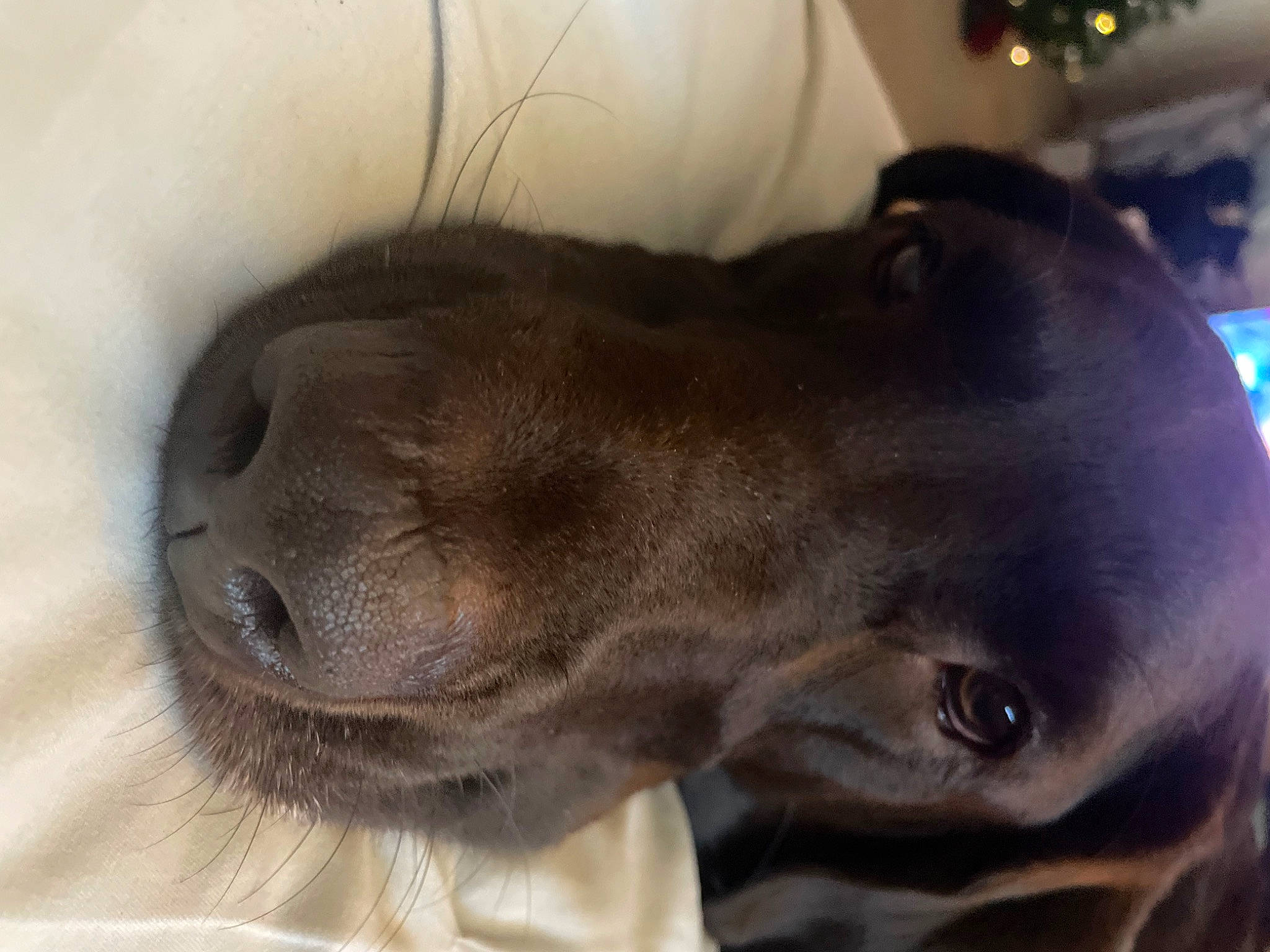 Parker is registered to the contest to win money with this photo: borador, canidae, carnivore, comfort, companion_dog, dog, dog_breed, ear, fawn, fur, gun_dog, liver, non_sporting_group, snout, sporting_group, terrestrial_animal, whiskers, working_animal, wrinkle