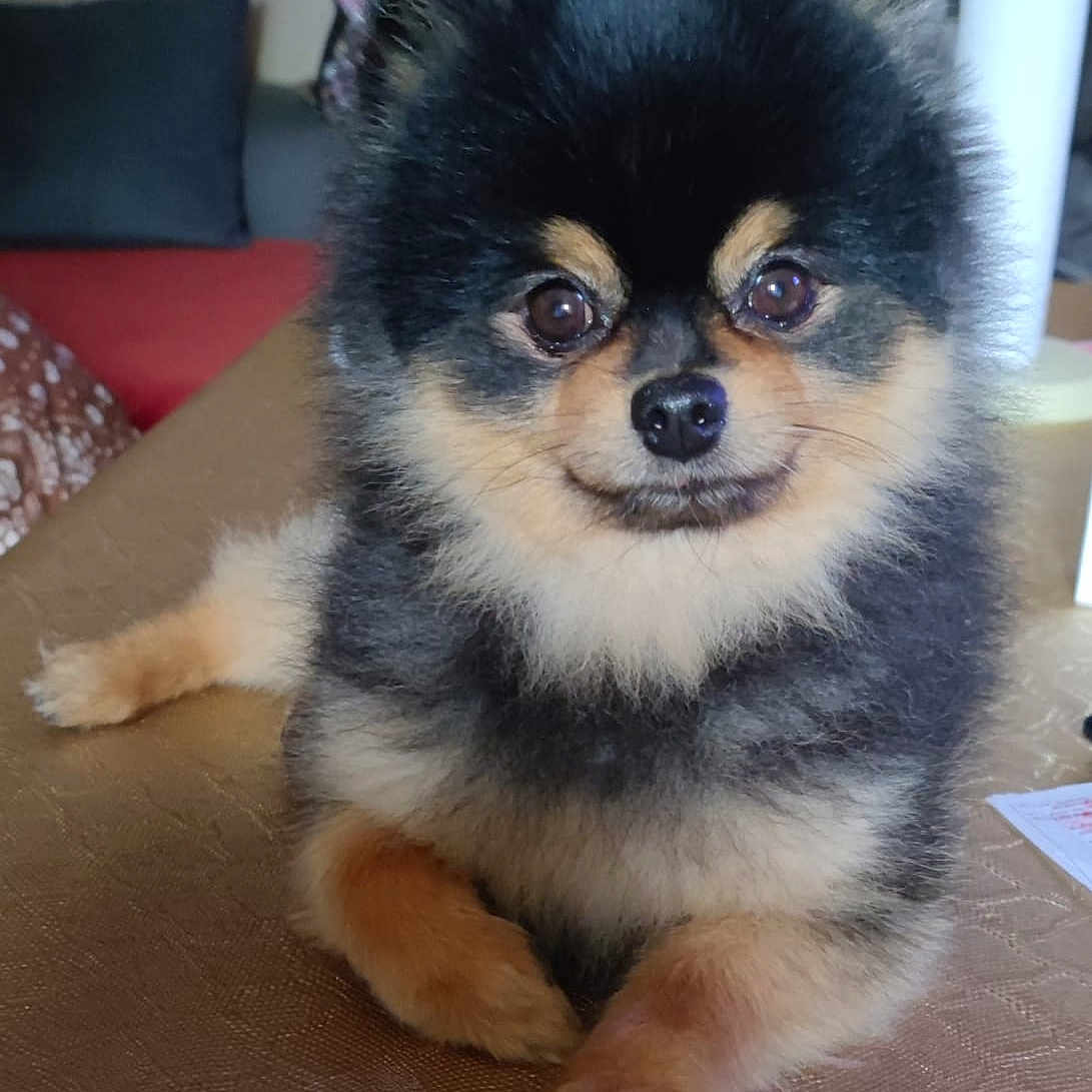 Sky participe au concours pour gagner de l'argent avec cette photo : animal, black, brown, canine, companion, cute, dog, face, fluffy, fur, household, indoor, looking_at_camera, paw, pet, pomeranian, portrait, relaxed, small_dog, table