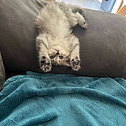 Alma a rejoint le concours — aidez-le/la à gagner de superbes lots ! kitten, cat, upside_down, fluffy, couch, blanket, indoor, pet, feline, cute, playful, fur, paws, blue_eyes, relaxed, home, cozy, soft, animal, resting