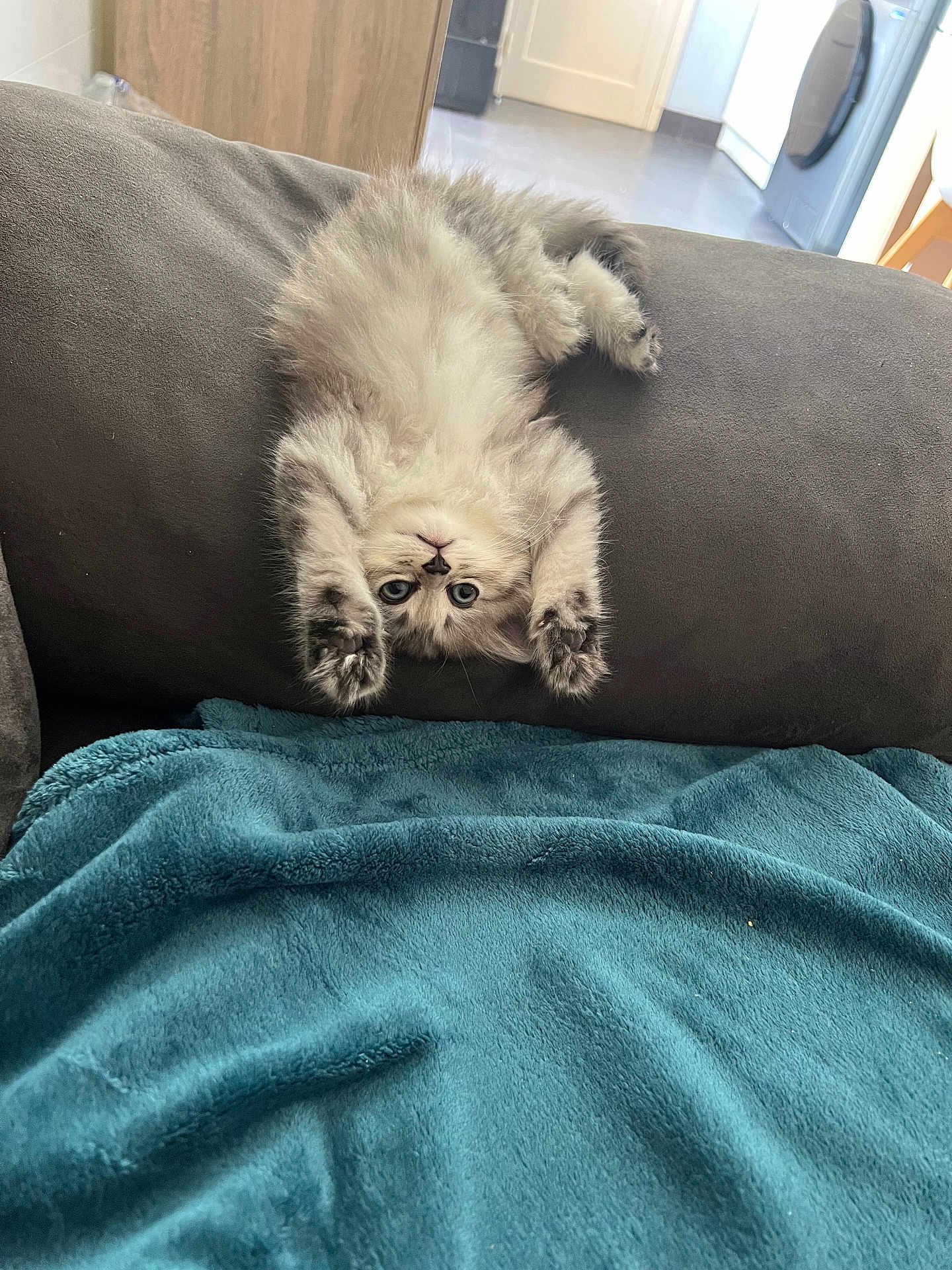 Alma a rejoint le concours — aidez-le/la à gagner de superbes lots ! kitten, cat, upside_down, fluffy, couch, blanket, indoor, pet, feline, cute, playful, fur, paws, blue_eyes, relaxed, home, cozy, soft, animal, resting