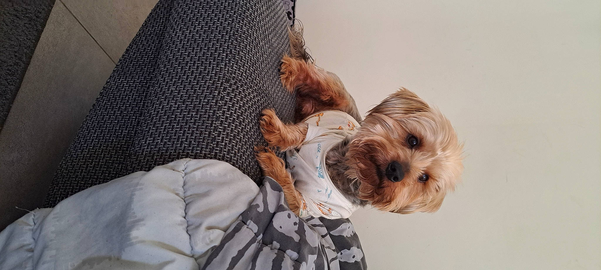 Caramel a rejoint le concours — aidez-le/la à gagner de superbes lots ! canidae, carnivore, child, comfort, companion_dog, dog, dog_breed, dog_clothes, dog_supply, fawn, fur, linens, nap, sitting, small_terrier, sporting_group, terrier, toy_dog, working_animal, yorkshire_terrier