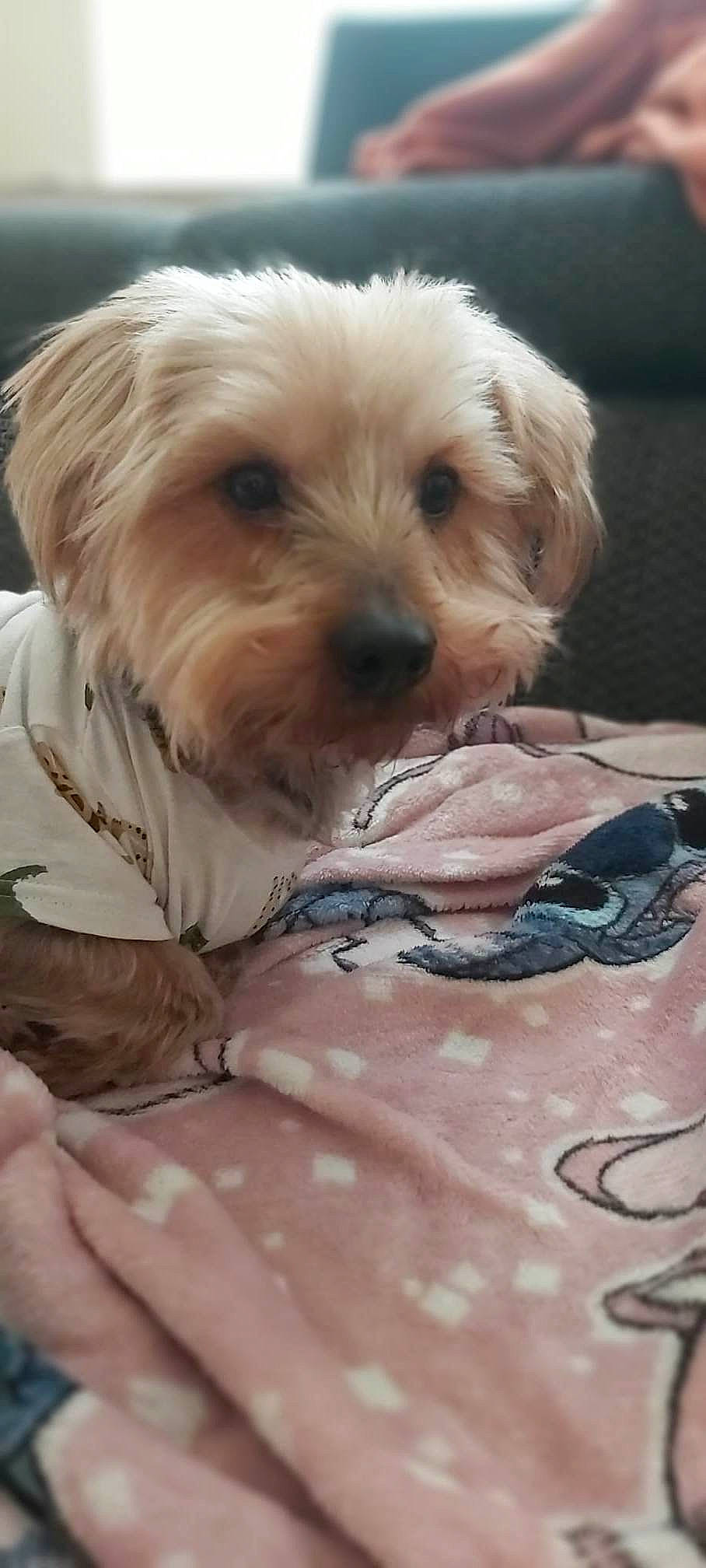 Caramel participe au concours pour gagner de l'argent avec cette photo : canidae, carnivore, comfort, companion_dog, dog, dog_breed, dog_supply, fawn, fur, liver, maltepoo, puppy, shih_poo, small_terrier, snout, sporting_group, terrier, toy_dog, working_animal, yorkipoo