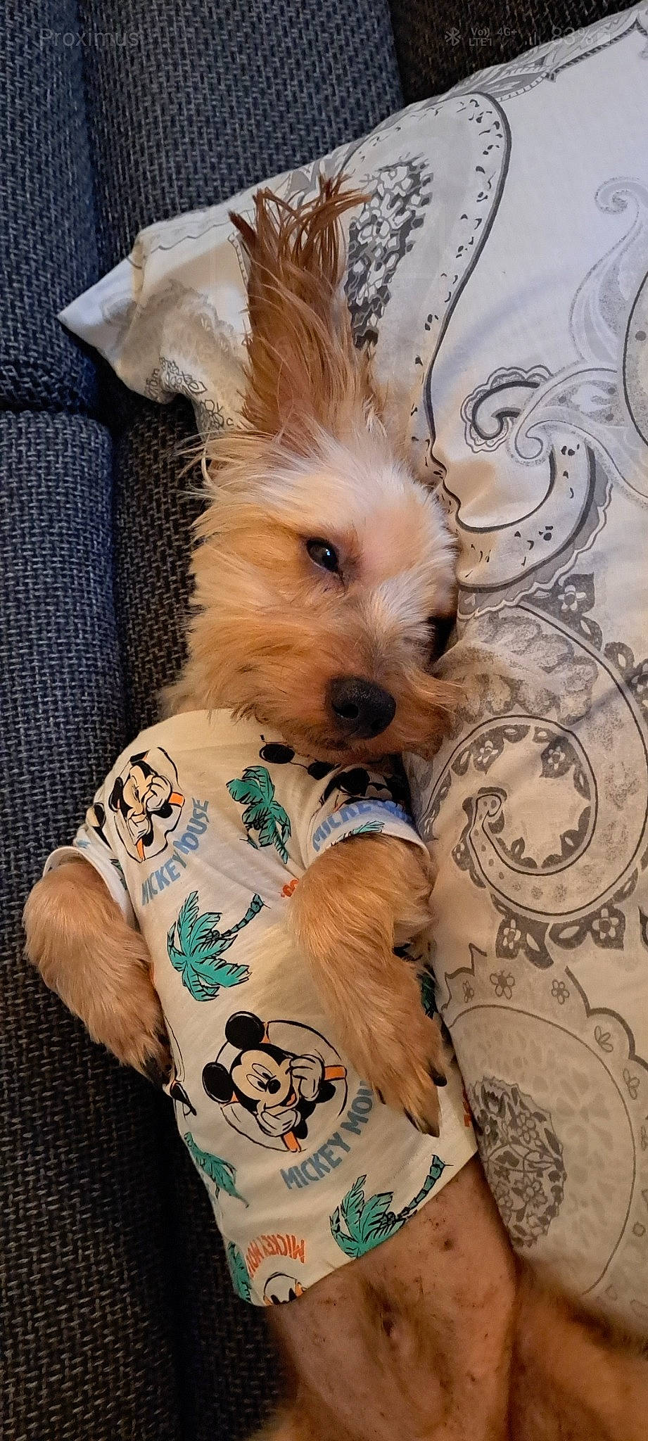 Caramel a rejoint le concours — aidez-le/la à gagner de superbes lots ! canidae, carnivore, companion_dog, dog, dog_breed, dog_clothes, dog_supply, ear, fawn, fur, pattern, puppy, sleeve, small_terrier, snout, sporting_group, t_shirt, toy_dog, working_animal, yorkipoo