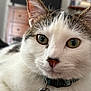 cat, close_up, indoor, pet, feline, whiskers, green_eyes, collar, domestic_animal, fur, face, portrait, relaxed, animal, tabby, white_fur, cute, looking, soft_light, cozy