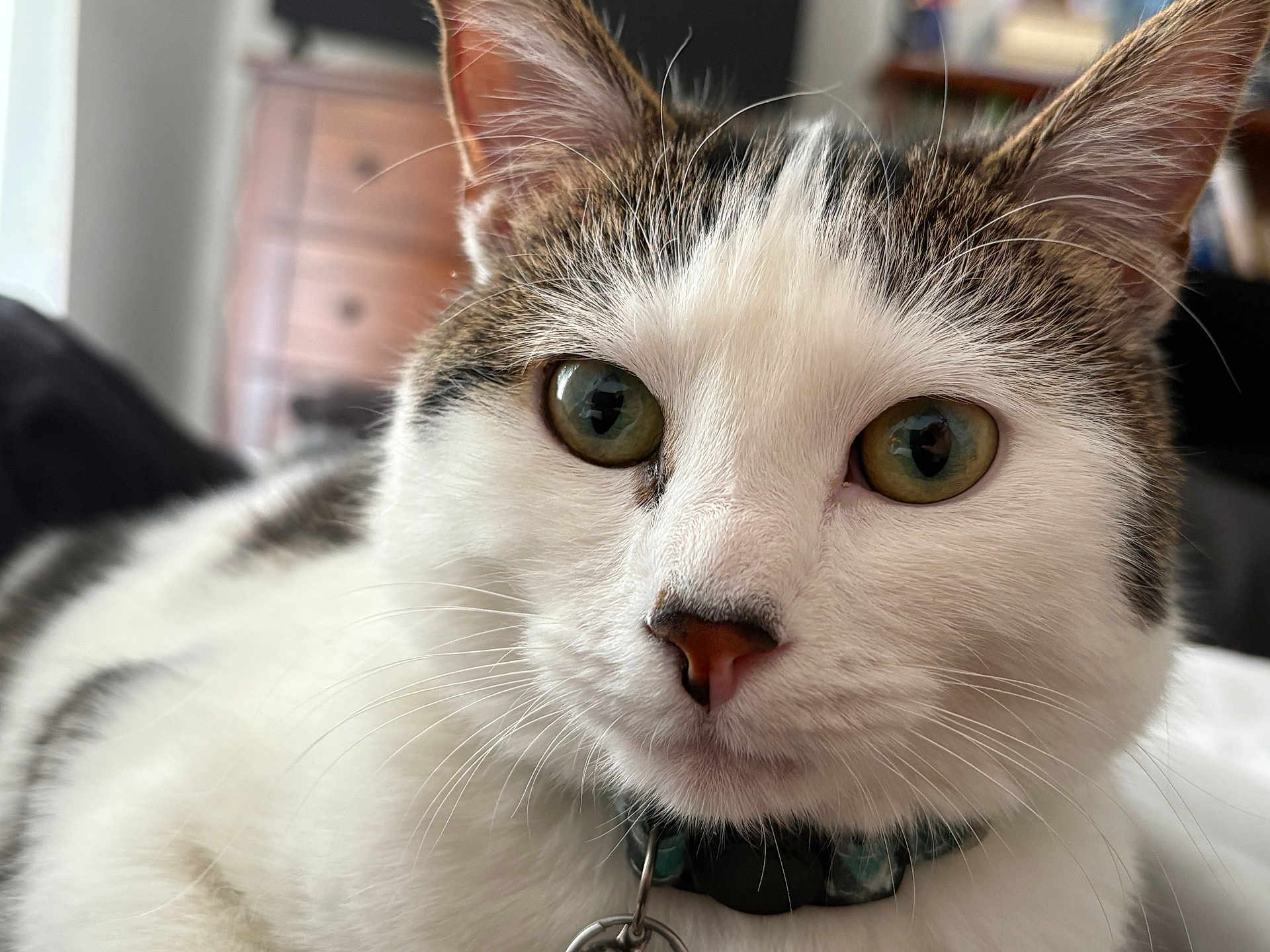 Lola joined the competition — help win amazing prizes! cat, close_up, indoor, pet, feline, whiskers, green_eyes, collar, domestic_animal, fur, face, portrait, relaxed, animal, tabby, white_fur, cute, looking, soft_light, cozy