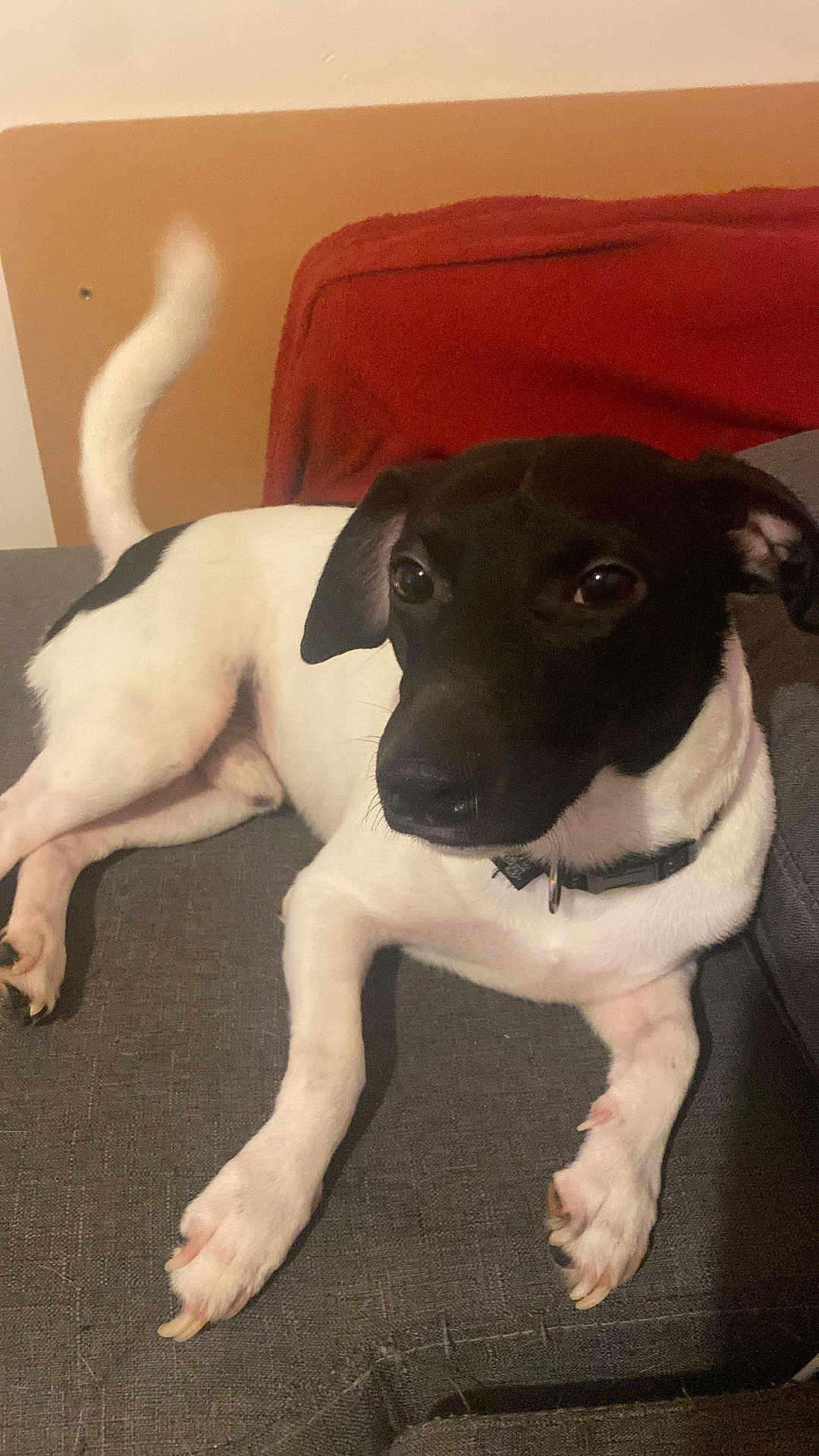 Darko participe au concours pour gagner de l'argent avec cette photo : dog, pet, black_and_white, couch, indoor, relaxed, tail, collar, furniture, cozy, animal, companion, alert, domestic, paw, snout, ears, fur, resting, cute