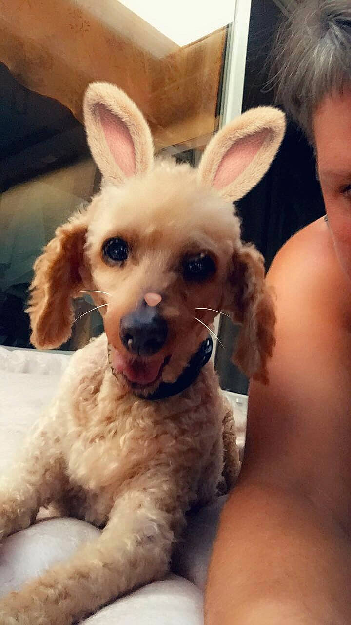 Balou participe au concours pour gagner de l'argent avec cette photo : companion_dog, dog_breed, ear, eye, eyelash, eyewear, fashion_accessory, fashion_design, fawn, fur, hair, happy, head, nose, selfie, skin, snout, stuffed_toy, terrestrial_animal, toy