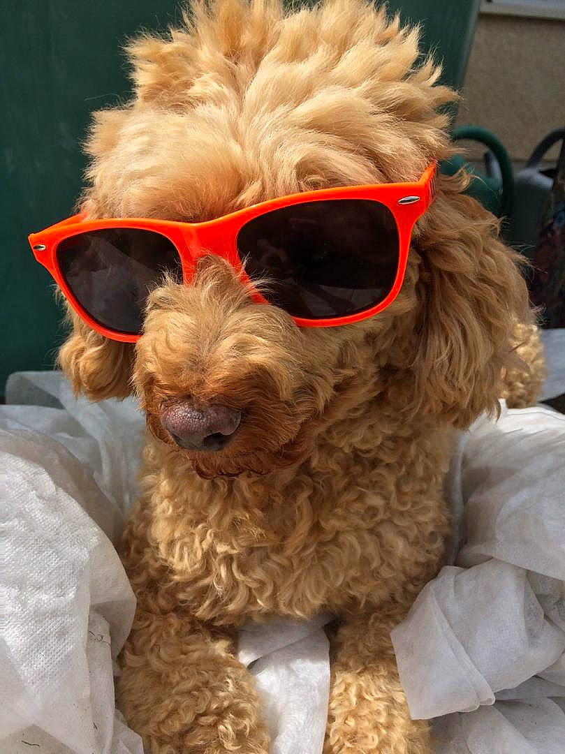 Balou a rejoint le concours — aidez-le/la à gagner de superbes lots ! brown, canidae, carnivore, companion_dog, dog, dog_breed, eyewear, fur, glasses, liver, poodle, snout, sporting_group, sunglasses, toy_dog, water_dog, working_animal