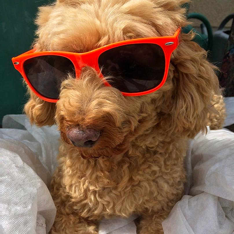 Balou