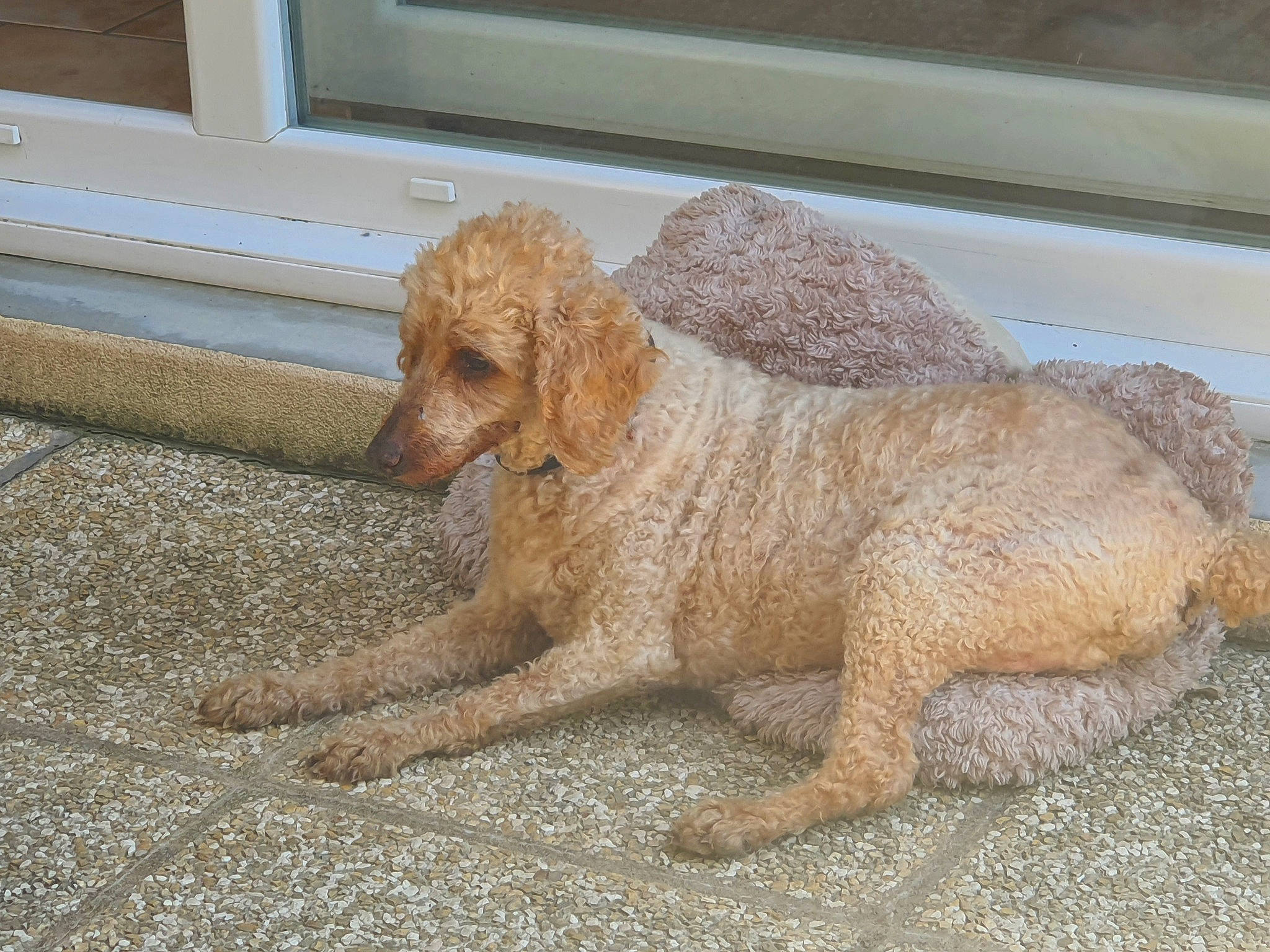 Balou participe au concours pour gagner de l'argent avec cette photo : art, canidae, carnivore, chair, companion_dog, dog, dog_breed, fawn, flooring, poodle, sculpture, snout, sporting_group, tail, toy, water_dog, window, wood, working_animal