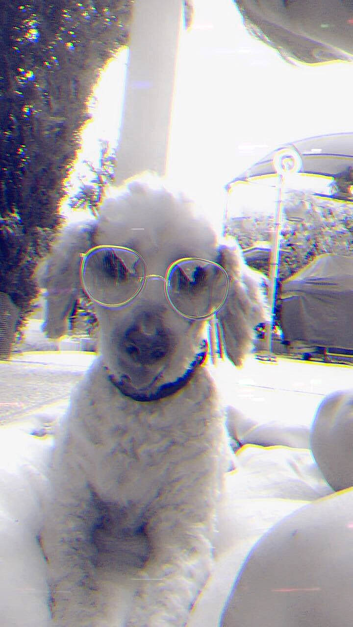 Balou a rejoint le concours — aidez-le/la à gagner de superbes lots ! canidae, carnivore, companion_dog, dog, dog_breed, electric_blue, eyewear, fawn, fun, fur, glasses, goggles, snout, snow, sporting_group, sunglasses, toy, toy_dog, vision_care, winter