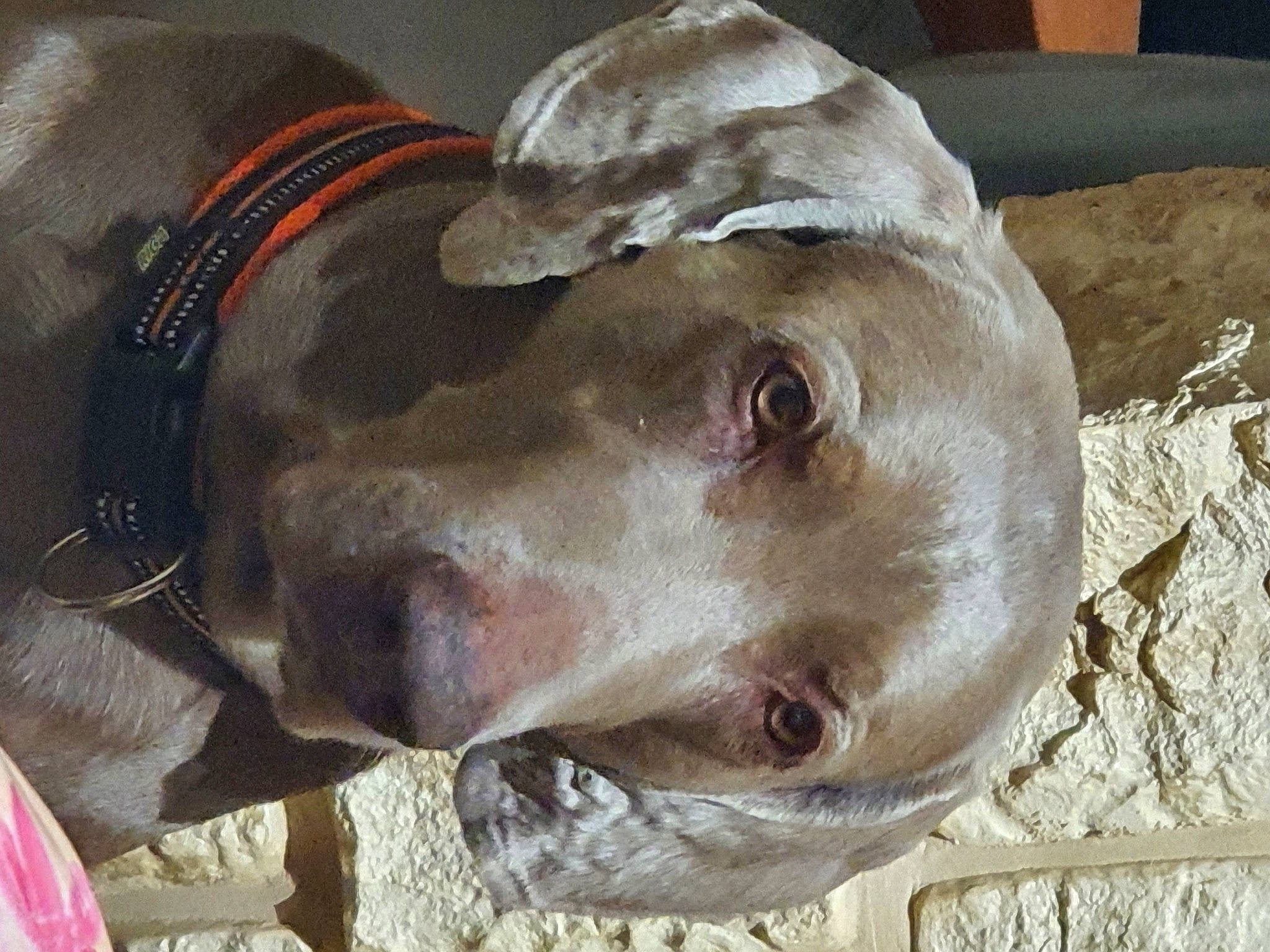 Hipso participe au concours pour gagner de l'argent avec cette photo : canidae, carnivore, collar, dog, dog_breed, fawn, gun_dog, jaw, liver, non_sporting_group, snout, sporting_group, terrestrial_animal, whiskers, working_animal