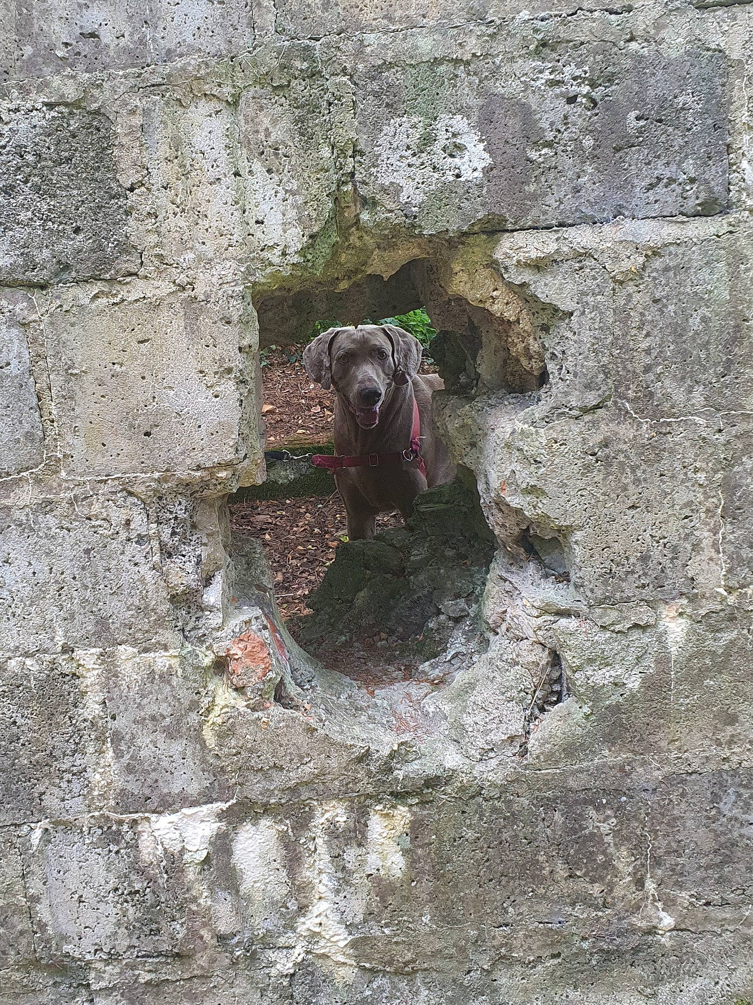 Hipso a rejoint le concours — aidez-le/la à gagner de superbes lots ! bedrock, brick, bulldog, carnivore, cobblestone, concrete, dog, fawn, flooring, grey, pest, road_surface, rock, snout, soil, sporting_group, terrestrial_animal, wood, working_animal, wrinkle