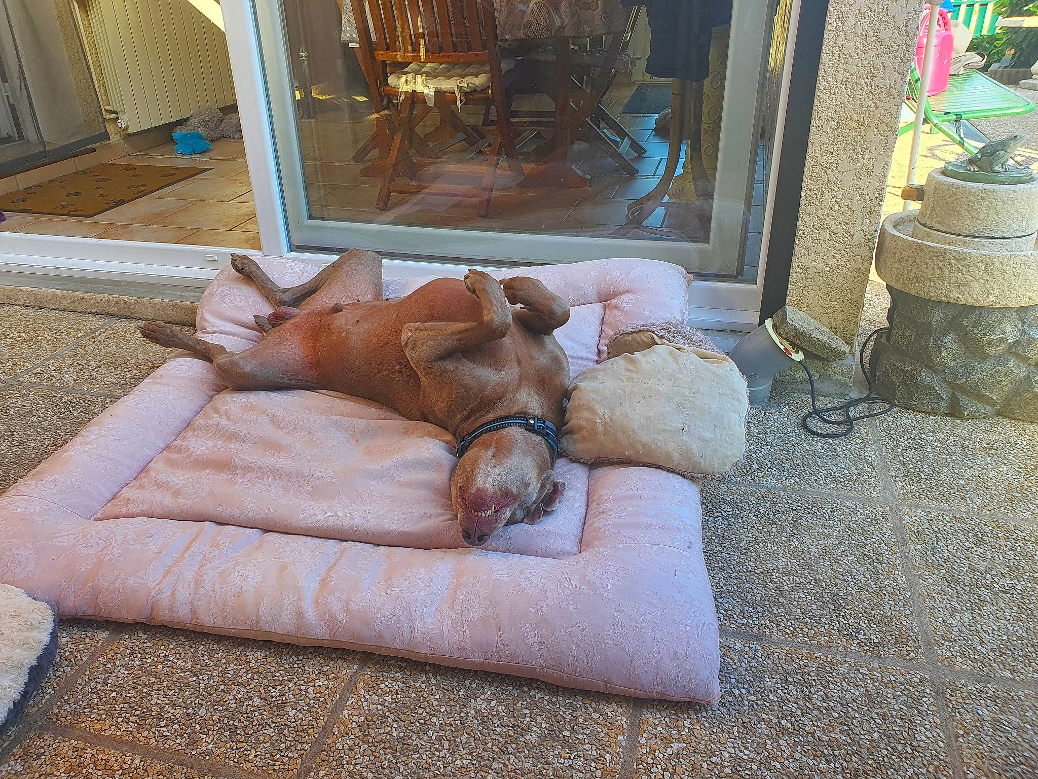 Hipso a rejoint le concours — aidez-le/la à gagner de superbes lots ! carnivore, chair, comfort, companion_dog, couch, dog, dog_breed, fawn, felidae, flooring, hardwood, human_leg, liver, living_room, outdoor_furniture, room, sofa_bed, studio_couch, watch, wood