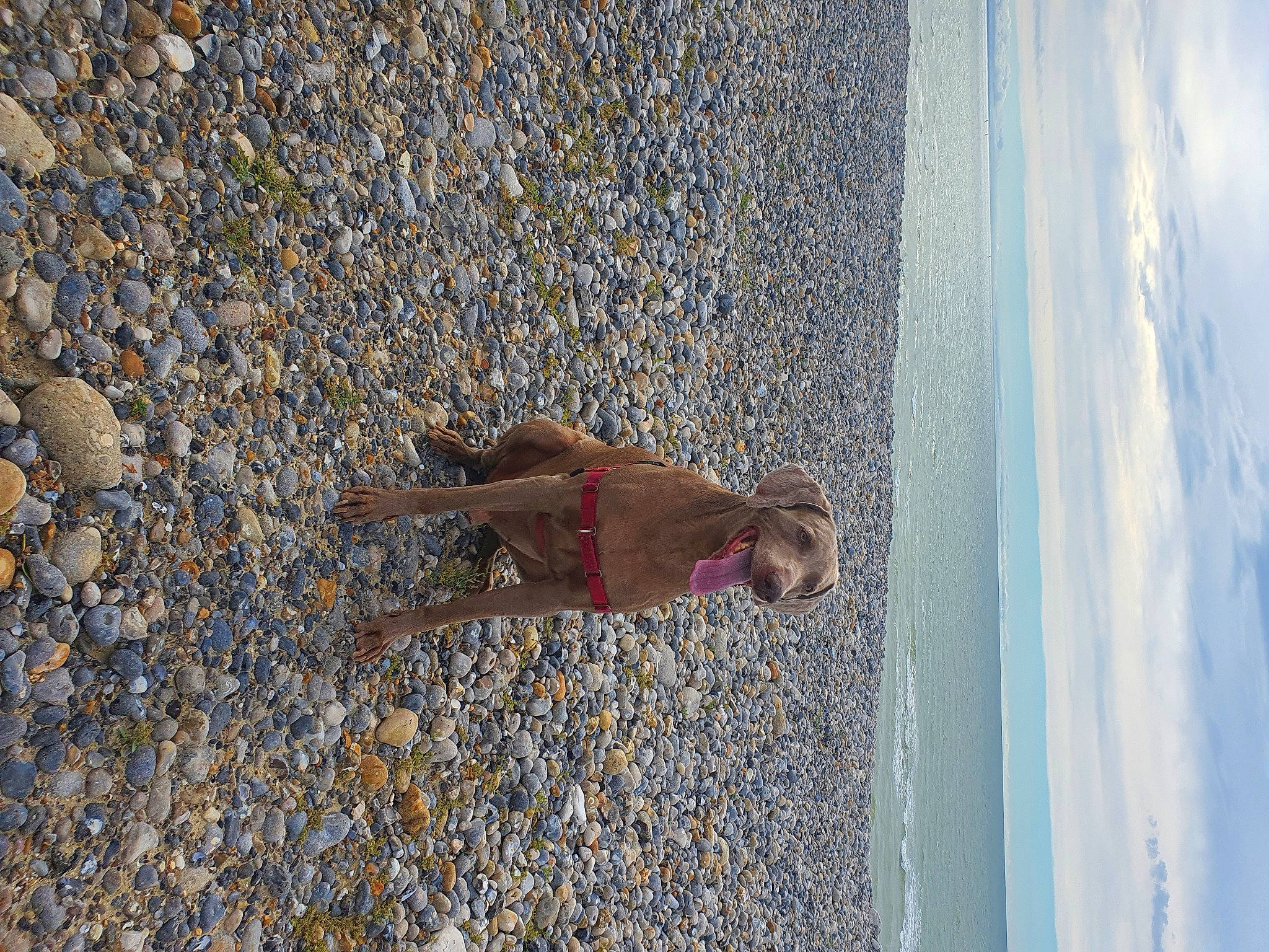 Hipso a rejoint le concours — aidez-le/la à gagner de superbes lots ! asphalt, beach, cloud, concrete, foot, fun, human_leg, landscape, leisure, people_in_nature, road_surface, sand, shadow, sky, soil, toddler, vacation, water, wind_wave, wood
