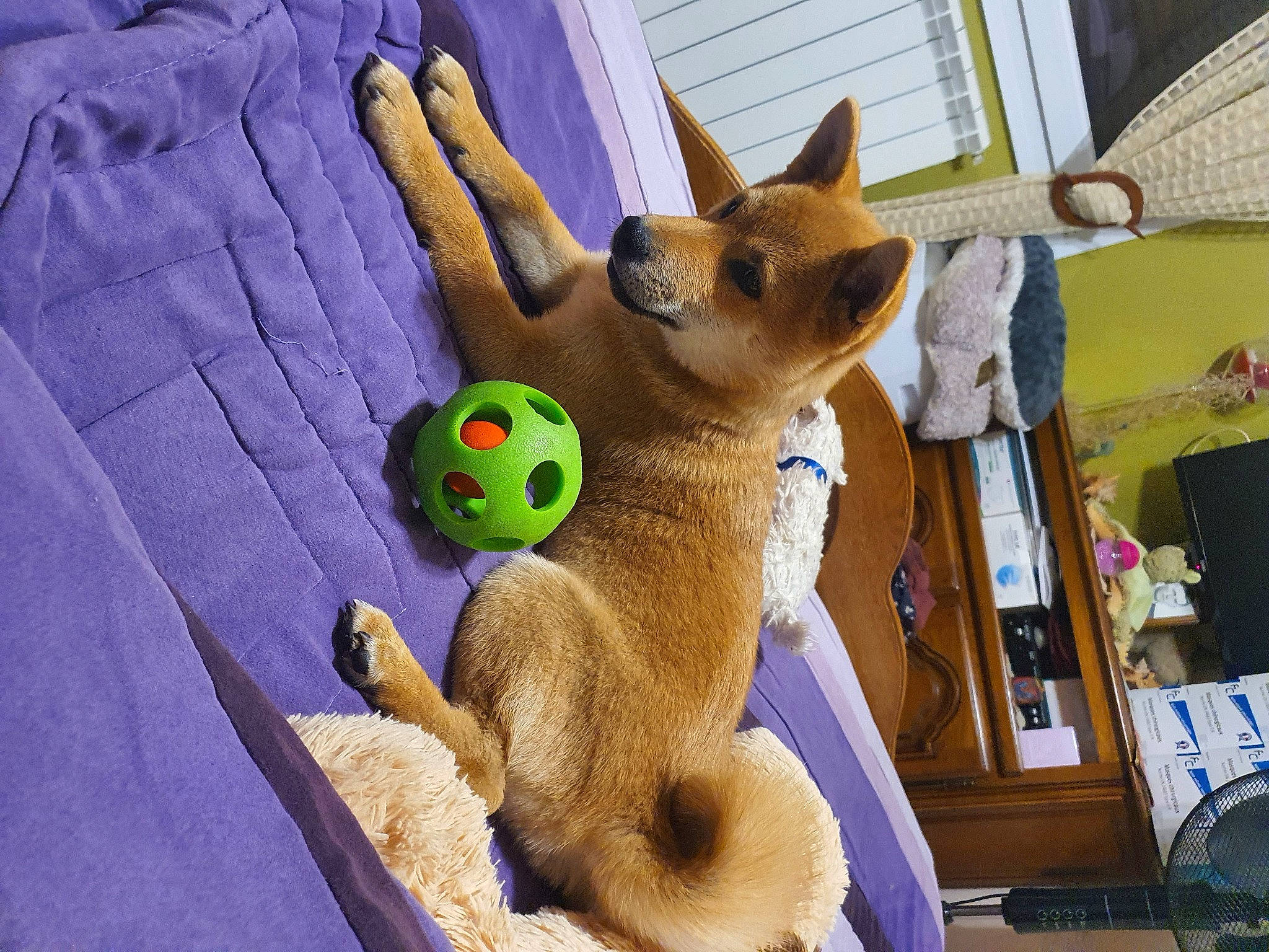 Tom a rejoint le concours — aidez-le/la à gagner de superbes lots ! carnivore, chair, comfort, companion_dog, dog, dog_toy, fawn, felidae, fun, fur, hat, plush, room, snout, stuffed_toy, sunglasses, table, tail, terrestrial_animal, toy