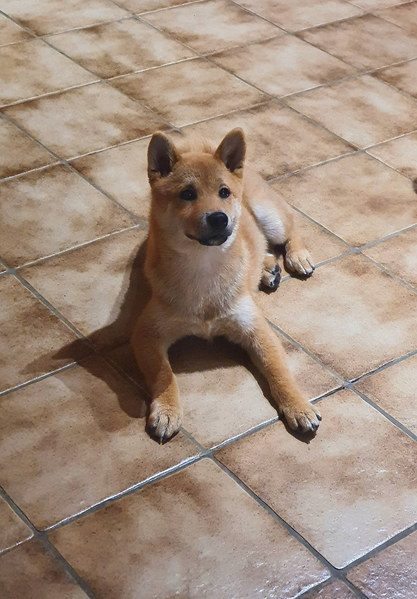 Tom participe au concours pour gagner de l'argent avec cette photo : canidae, carnivore, companion_dog, dog, dog_breed, fawn, flooring, fur, non_sporting_group, paw, pet_supply, shadow, snout, sporting_group, tail, terrestrial_animal, whiskers, wildlife, wood, working_animal