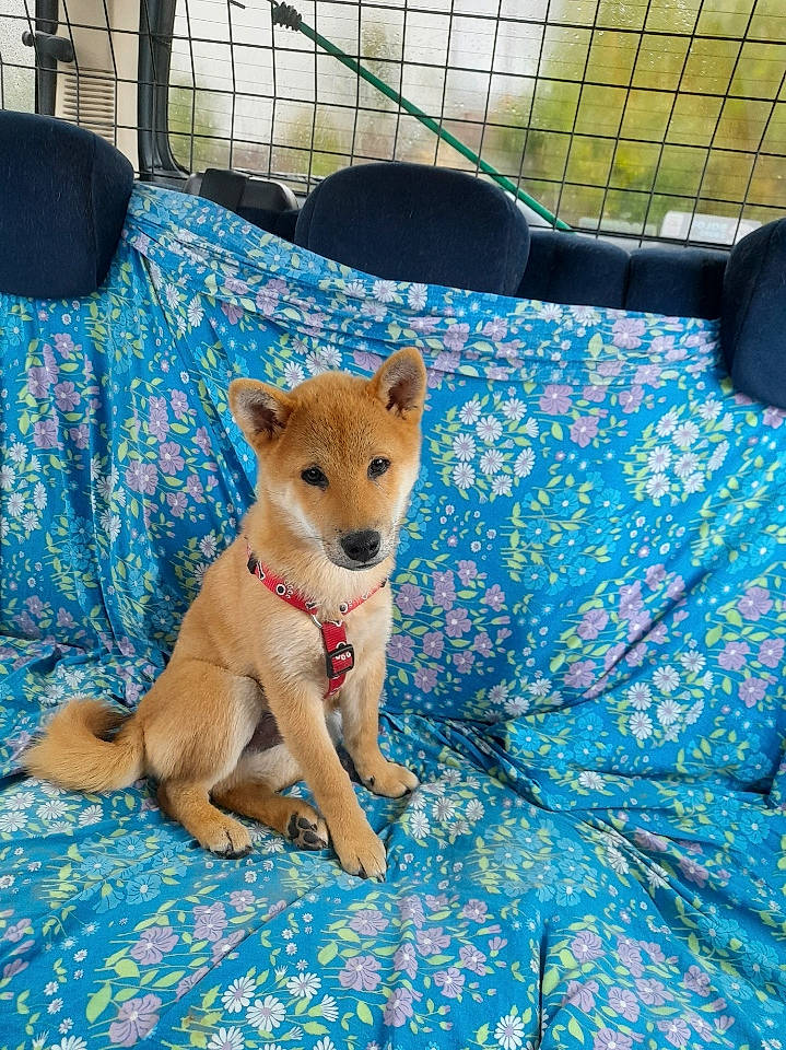 Tom a rejoint le concours — aidez-le/la à gagner de superbes lots ! ancient_dog_breeds, canidae, carnivore, companion_dog, dingo, dog, dog_breed, electric_blue, fence, fur, grass, leisure, mesh, non_sporting_group, snout, sporting_group, tail, terrestrial_animal, wire_fencing, working_animal