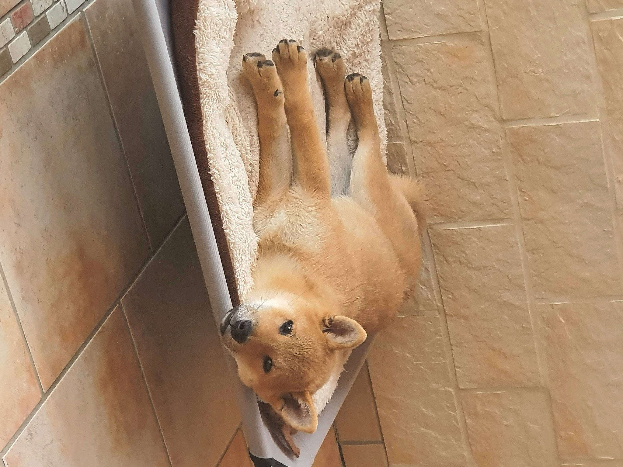 Tom a rejoint le concours — aidez-le/la à gagner de superbes lots ! ball, canidae, carnivore, companion_dog, dog, dog_breed, domestic_rabbit, ear, fawn, flooring, foot, hardwood, rabbits_and_hares, snout, sporting_group, tail, toy, whiskers, wood, working_animal