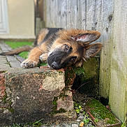 Bear is registered to the contest to win money with this photo: dog, german_shepherd, puppy, lying_down, ears, outdoor, brick_wall, moss, grass, curious, cute, pet, animal, nature, resting, head, fur, brown, black, young