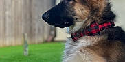 Bear is registered to the contest to win money with this photo: dog, german_shepherd, puppy, grass, collar, outdoor, pet, canine, fence, house, window, blue_sky, animal, fur, ears, nose, profile, lying_down, domestic_animal, young_dog
