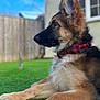 dog, german_shepherd, puppy, grass, collar, outdoor, pet, canine, fence, house, window, blue_sky, animal, fur, ears, nose, profile, lying_down, domestic_animal, young_dog