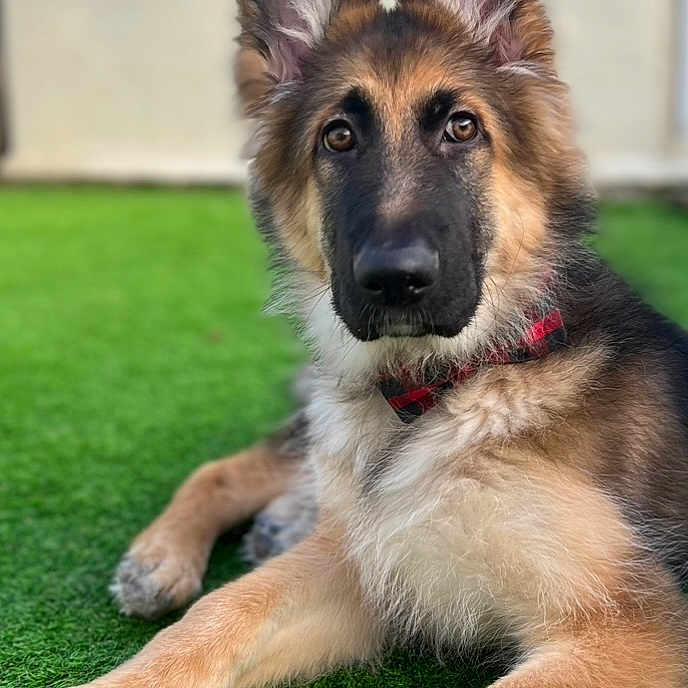 Bear is registered to the contest to win money with this photo: animal, black, brown, canine, collar, curious, cute, dog, ears, fur, german_shepherd, grass, house, lying_down, outdoor, pet, portrait, puppy, red, window
