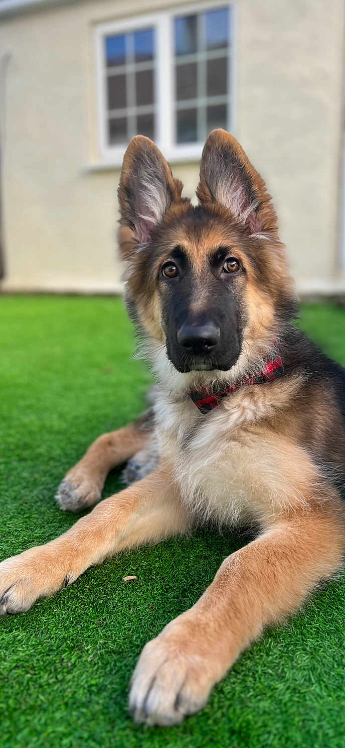 Bear is registered to the contest to win money with this photo: dog, german_shepherd, puppy, grass, collar, ears, pet, animal, outdoor, window, house, fur, cute, portrait, canine, lying_down, brown, black, red, curious