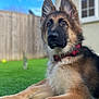Bear is registered to the contest to win money with this photo: dog, german_shepherd, puppy, collar, outdoor, grass, lawn, pet, animal, canine, fur, ears, face, eyes, window, house, blue_sky, fence, daylight, portrait