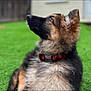 Bear joined the competition — help win amazing prizes! dog, puppy, german_shepherd, outdoor, grass, collar, fluffy, pet, animal, canine, cute, young, fur, ears, side_profile, nature, domestic, mammal, looking_up, resting