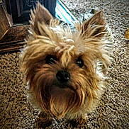 Jersey joined the competition — help win amazing prizes! dog, small_dog, fluffy, brown_fur, carpet, indoor, pet, cute, animal, fur, ears, black_nose, curious, looking_up, domestic, household, wood_furniture, close_up, adorable, companion