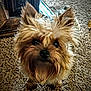 dog, small_dog, fluffy, brown_fur, carpet, indoor, pet, cute, animal, fur, ears, black_nose, curious, looking_up, domestic, household, wood_furniture, close_up, adorable, companion