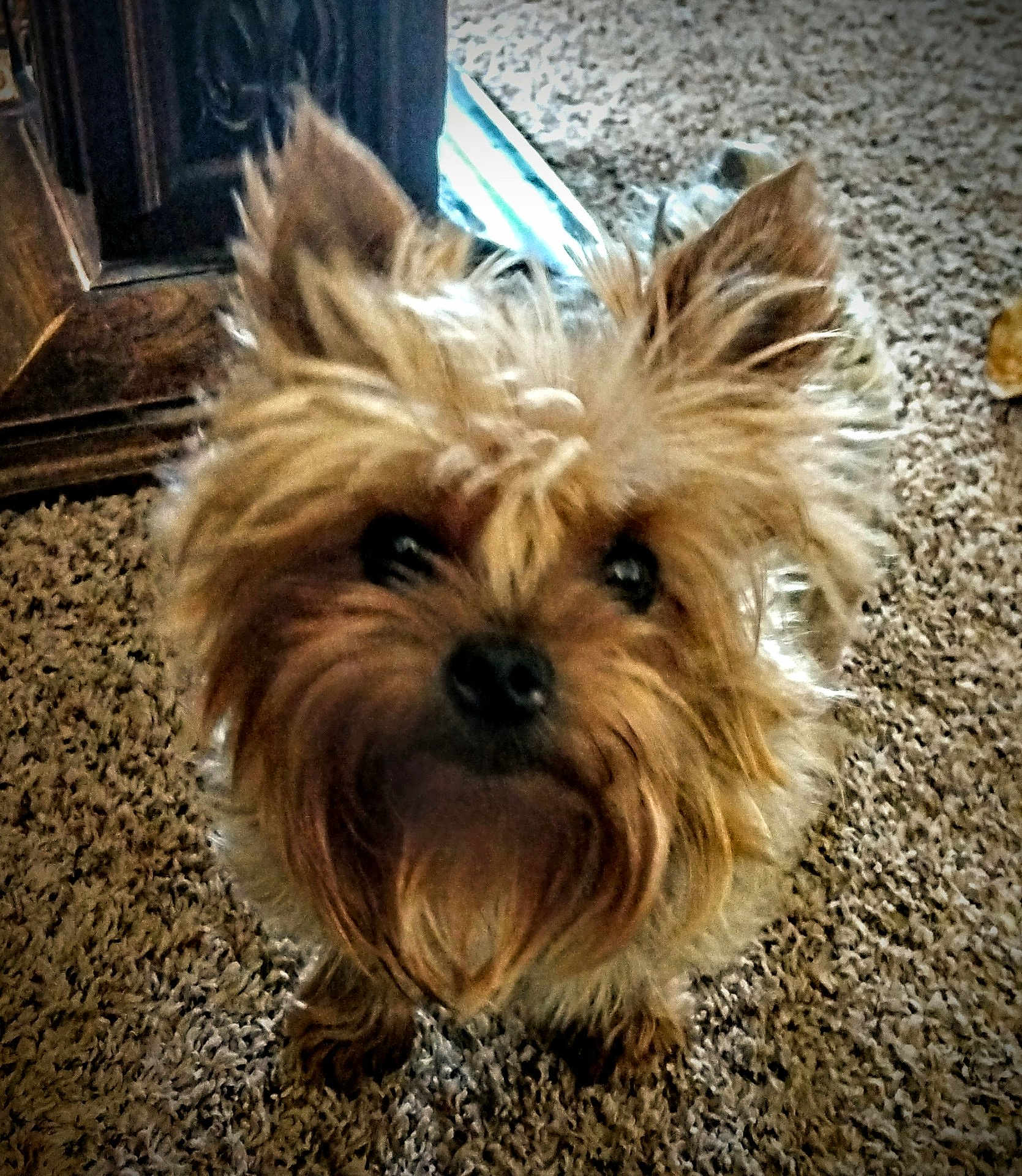 Jersey joined the competition — help win amazing prizes! dog, small_dog, fluffy, brown_fur, carpet, indoor, pet, cute, animal, fur, ears, black_nose, curious, looking_up, domestic, household, wood_furniture, close_up, adorable, companion