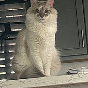 Elton is registered to the contest to win money with this photo: animal, cabinet, cat, counter, curious, domestic, feline, fluffy, fur, household, indoor, kitchen, light, pet, portrait, quiet, shadow, sitting, still_life, window_blinds