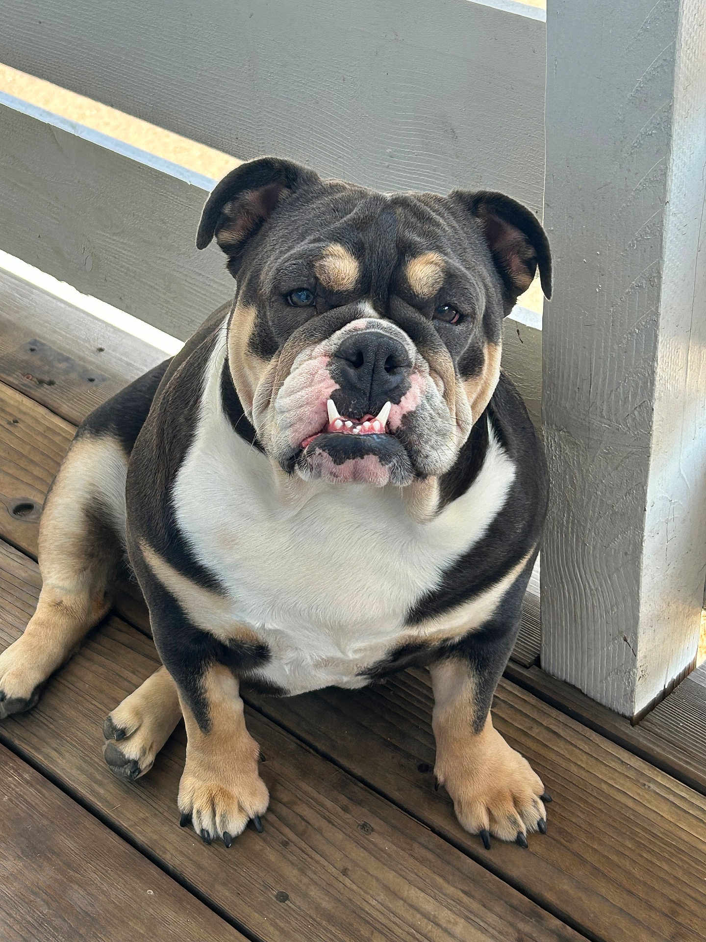Lilo joined the competition — help win amazing prizes! dog, bulldog, pet, animal, outdoor, wooden_floor, porch, white_railings, sitting, face, fur, paw, expression, cute, domestic_animal, canine, looking_at_camera, ears, nose, teeth
